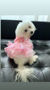 Happy Easter everypawdy! I may not be an easter bunny but mama decide I  should be an Easter bailey 🙄