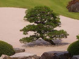 Japanese Garden In A Small Yard Japanese Garden Small Japanese Garden Japanese Garden Design