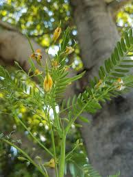 Image result for Sesbania goetzei