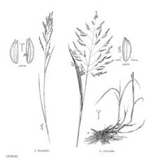 Image result for Leersia