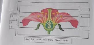Parts of a flower and their functions. Thetrending News Female Parts Of Gumamela Flower Plants Iii Vascular Flowering Plants Biol110summertest Confluence This Is A Gumamela Flower This Is One Of The Flowers That Have Complete Set Of Parts