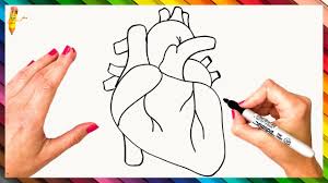 Easy pic to draw ✅. How To Draw A Human Heart Step By Step Human Heart Drawing Easy Youtube