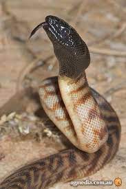 Black Headed Python Python A Tete Noire Aspidites Melanocephalus Reptiles And Amphibians Reptile Snakes Beautiful Snakes
