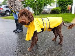 See actions taken by the people who manage and post content. 9 Ways To Train Your Dog To Pee When It S Raining