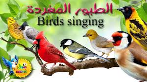 أسماء أجمل الطيور المغردة name of birds and sounds learn birds name in arabic english language youtube