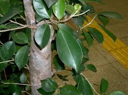 Image result for Ficus tremula