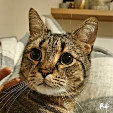 Share your own pictures as public domain with people all over the world. Colin The Cat One Year On The Ralph