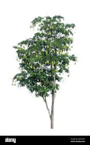 Image result for Parkia