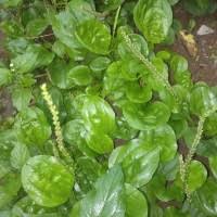 Manfaat daun jarak bagi kesehatan yang pertama yaitu berguna untuk meredakan sariawan. Jual Khasiat Daun Sendok Terlengkap Harga Terbaru July 2021 Cicilan 0