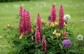 Si vous plantez une plante qui aime le soleil à l'ombre, elle va mourir, ou au mieux pousser très lentement. 10 Fleurs D Ete Pour Un Massif Fleuri Tout L Ete Jardiner Malin