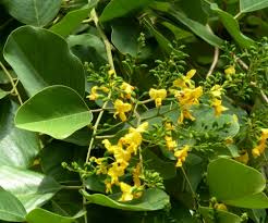 Image result for Pterocarpus