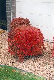 This will ensure healthy and compact growth all the way down to the bottom of the shrub. Pin On Woodland Garden