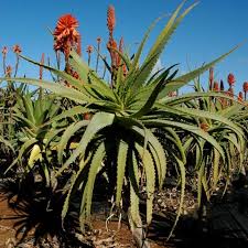 Image result for Aloe arborescens × musapana