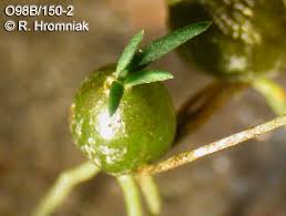 Image result for Chaseella pseudohydra