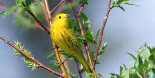 The evening grosbeak inhabits parts of canada and almost all of the united states except the most southeastern parts of the gulf coast states. A Guide To Luring Warblers Tanagers Orioles And Grosbeaks To Your Yard Audubon
