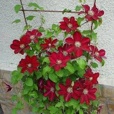 Корень в пакете с торфом. Clematis Rebecca Unusual Flowers Climbing Clematis Flowers Perennials