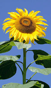 Image result for Helichrysopsis