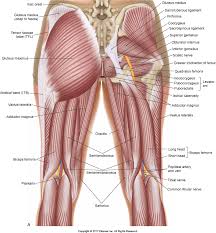 The gluteus maximus, the gluteus medius and the gluteus minimum (see diagram above). Five Muscles Of Sacroiliac Stabilization Part 1 Piriformis