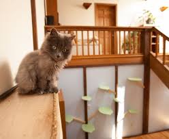 Start your climbing shelves down low, giving kitty easy access to higher. I Catified My Friends House For Their 7 Cats Bored Panda