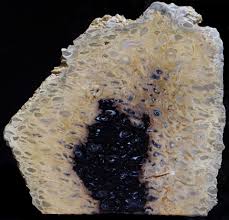 Pin On Petrified Wood