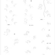 2 der niederschrift sind die wahlvorschläge in der vom wahlausschuss zugelassenen fassung beizufügen. Pdf The Tetrapod Ichnofauna Of The Continental Carboniferous And Permian Of The Thuringian Forest Ichnotaxonomy Palaeoecology And Biostratigraphy