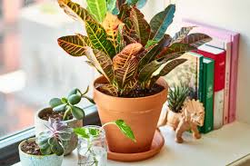 The soft brightening golden color on the top makes the set look elegant when decorated tastefully. How To Soak A Terracotta Pot Before Planting Apartment Therapy