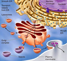 Ch. 12: The Endomembrane System And Peroxisomes Flashcards | Quizlet