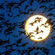 American Birding Association, Author at American Birding Association