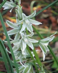 Image result for Ornithogalum pulchrum