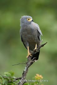 Small Birds Of Prey South Africa African Harrier Hawk South African Birds Pet Birds Birds Of Prey