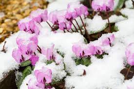 Now, make your list from our favorite winter flowers so you can plan a spectacular garden that shines in every season. Top 60 Beautiful Winter Flowers With Names And Pictures Florgeous