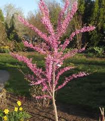 Image result for Cercis