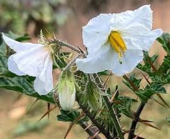 Image result for Solanum sisymbriifolium