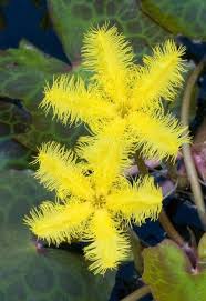 Image result for Nymphoides brevipedicellata