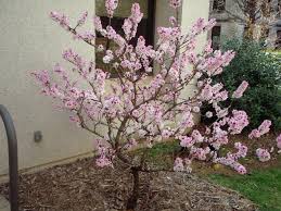 Maybe you would like to learn more about one of these? Prunus Persica Nectarine Peach North Carolina Extension Gardener Plant Toolbox