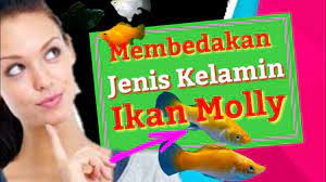 Penyebab Ikan Molly Mati Dan Cara Mengatasi Nya Youtube