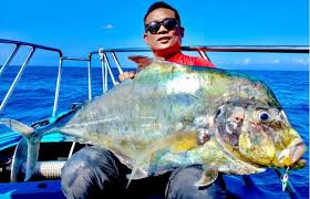 Kertang (anak) /size=1 /red size=1 navysumbangan : 16 Spesies Gamefish Perairan Malaysia Part 2 2 Umpan