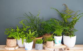 Rabbit's foot ferns have very shallow root systems and like to be planted in a shallow pot. How To Care For Your Houseplants Let S Talk About Ferns Botanique Workshop