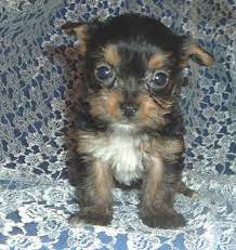 Chorkie Yorkie Chihuahua Mix Info Temperament Puppies Pictures