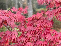 第46回 秋の色 Fall Colors の話 Junglecity Com