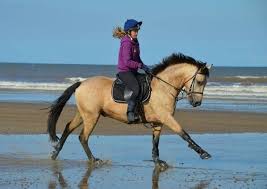 Horses and ponies for sale in all heights, disciplines and breeds in your area. Absolutely Amazing Dream Pony Ticks Every Single Box Rising 6yo 14 2 Dun Connemara Gelding Connemara Pony Pony Breeds Horses