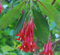 Fuchsia Boliviana Bolivian Fuchsia Fuchsia Seeds Fruit Seeds Seeds