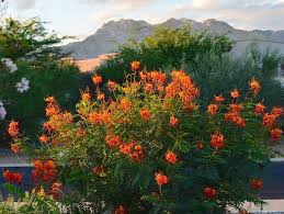 Mexican Bird Of Paradise Images Mexican Bird Of Paradise Plant Flower Or Mexican Bird Of Paradise Caesalpinia 10 Seeds 390595239134 Birds Of Paradise Plant Xeriscape Plants