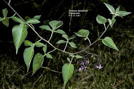 Image result for Solanaceae