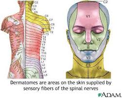 Nerve Chart For Shingles Adult Dermatome Health Images