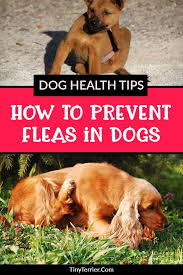 What To Do If Your Dog Has Fleas Help My Dog Has Fleas Dog Health Tips Dog Health Dogs