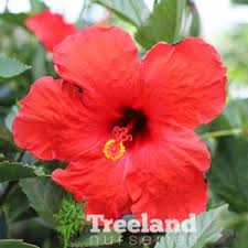 Image result for Hibiscus noldeae