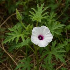 Image result for Ipomoea pes-tigridis
