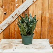 Image result for Sansevieria