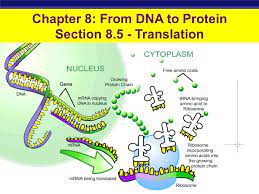 It constructs proteins out of random amino acids. Chapter 8 From Dna To Protein Section Transcription Ppt Video Online Download